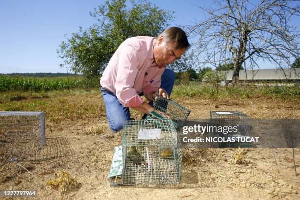 Le président de la Ligue de protection des oiseaux , Allain Bougrain-Dubourg, s'apprête à remettre en liberté des ortolans prisonniers de pièges de...