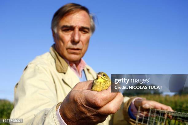 Le président de la Ligue de protection des oiseaux , Allain Bougrain-Dubourg, s'apprête à remettre en liberté un ortolan prisonnier d'un piège de...