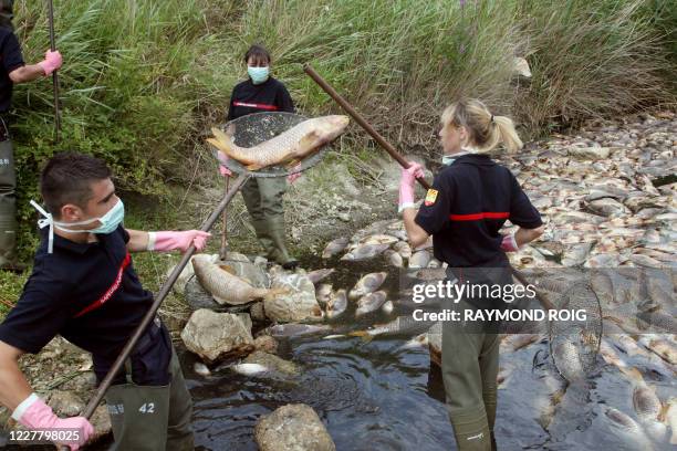 Des pompiers ramassent des poissons morts avec des épuisettes, le 06 juillet 2008 dans la rivière Agly sur la commune de Saint-Laurent de la...