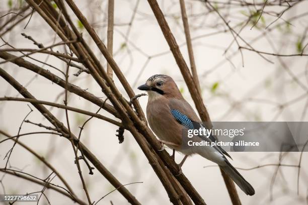 April 2020, Berlin: A jay in search of food in a Berlin backyard. Photo: Ingolf König-Jablonski/dpa-Zentralbild/ZB