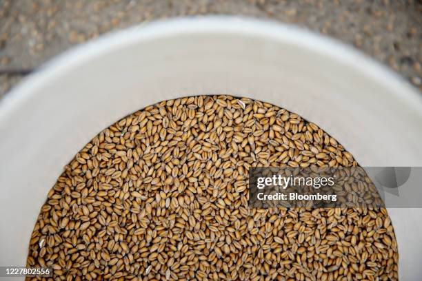 Soft red winter wheat sits in a bucket during harvest in Kirkland, Illinois, U.S., on Friday, July 17, 2020. U.S. Winter wheat production is forecast...