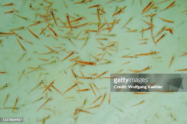 An aquarium with krill at Palmer Station, which is a United States research station in Antarctica located on Anvers Island, the only US station...