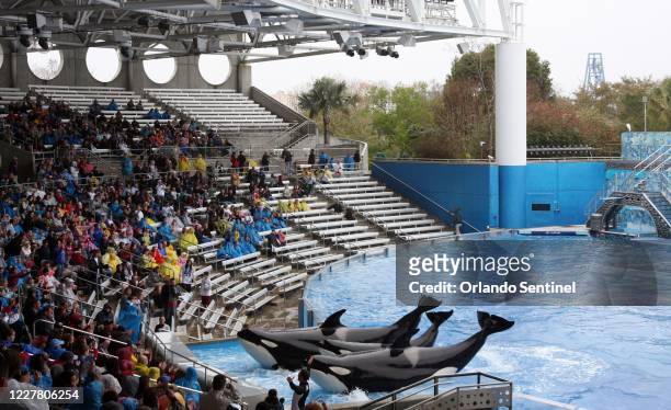 'Believe, The Spectacular Shamu Show,' resumes at SeaWorld's Shamu Stadium, three days after an orca killed veteran trainer Dawn Brancheau, on Feb....