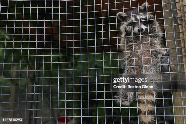 Barnyard Raccoon Raccoon In Yard Photos and Premium High Res Pictures - Getty Images