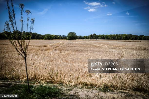 Picture taken on July 29, 2020 shows a field painted by Dutch painter Vincent Van Gogh, in Auvers-sur-Oise, where the artist is buried. - Today July...