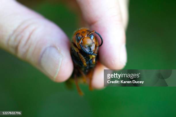Jenni Cena, pest biologist and trapping supervisor from the Washington State Department of Agriculture , holds a dead Asian Giant Hornet, also known...