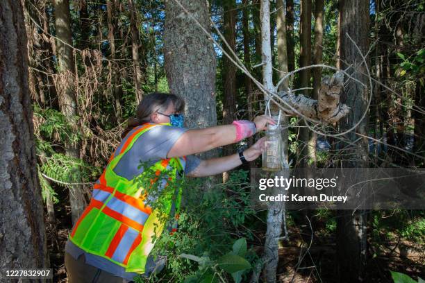 Jenni Cena, pest biologist and trapping supervisor from the Washington State Department of Agriculture , checks a trap designed to catch Asian Giant...