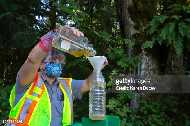 Jenni Cena, pest biologist and trapping supervisor from the Washington State Department of Agriculture , pours the waste from a trap designed to...