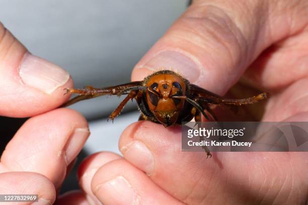 Sample specimen of a dead Asian Giant Hornet from Japan, also known as a murder hornet, is held by a pest biologist from the Washington State...