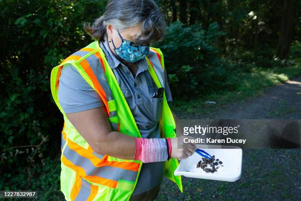 Jenni Cena, pest biologist and trapping supervisor from the Washington State Department of Agriculture , checks specimens found in a trap designed to...