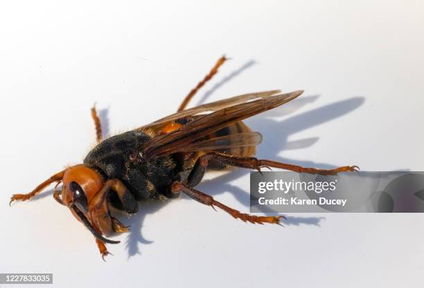 Sample specimen of a dead Asian Giant Hornet, also known as a murder hornet, from Japan on July 29, 2020 in Bellingham, Washington. Asian giant...