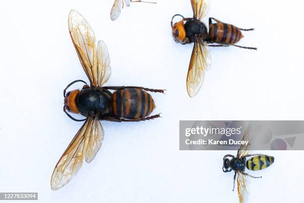 Display holding a dead Asian Giant Hornet from Japan , also known as a murder hornet, next to a commonly seen hornet as sample specimens from Japan...