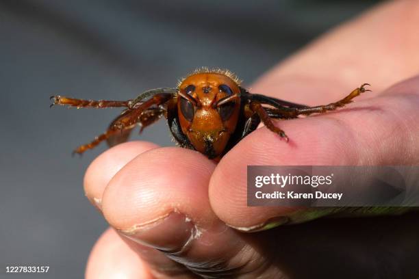 Sample specimen of a dead Asian Giant Hornet from Japan, also known as a murder hornet, is shown by a pest biologist from the Washington State...