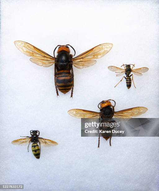 Display shows two dead Asian Giant Hornets from Japan , also known as murder hornets, next to a commonly seen hornet , and a wasp as sample specimens...