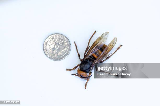 Sample specimen of a dead Asian Giant Hornet from Japan, also known as a murder hornet, is shown next to a U.S. Quarter on July 29, 2020 in...