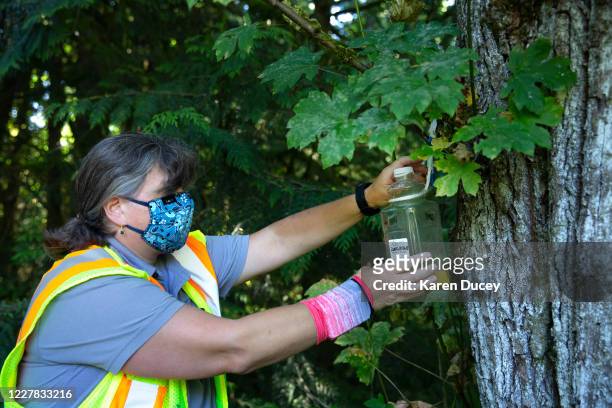 Jenni Cena, pest biologist and trapping supervisor from the Washington State Department of Agriculture , sets a trap designed to catch Asian Giant...