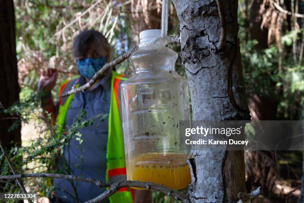 Bottle containing orange juice and rice cooking wine is set as a trap by Jenni Cena, pest biologist and trapping supervisor from the Washington State...