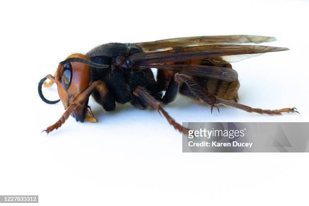 Sample specimen of a dead Asian Giant Hornet from Japan, also known as a murder hornet, is shown on July 29, 2020 in Bellingham, Washington. Asian...