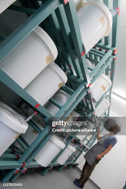 July 2020, Mecklenburg-Western Pomerania, Dorow: Grower Olaf Schnelle checks containers with fermented vegetables in the production room of the...