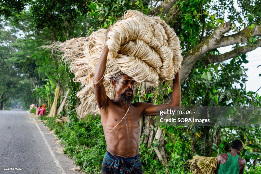 Bangladeshi farmer carries freshly harvested jute.
Jute is...