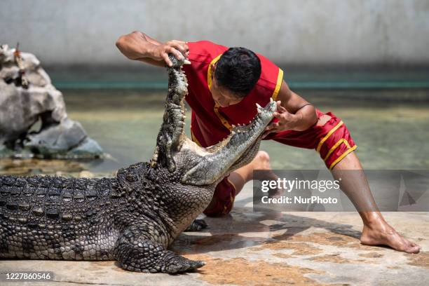 An artist reaches his head into the mouth of a crocodile during the performance at Samutprakan Crocodile Farm and Zoo on July 31, 2020. As...