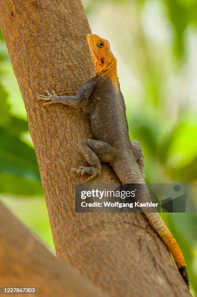Male Agama lizard in breeding colors sitting on a tree in a garden in Bamako, the capital and largest city of Mali.
