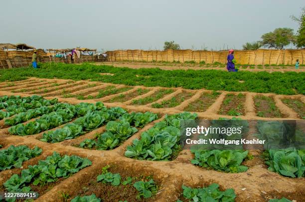 People working in a small vegetable garden on the banks of the Niger River in Segou, a city in the center of Mali, West Africa.