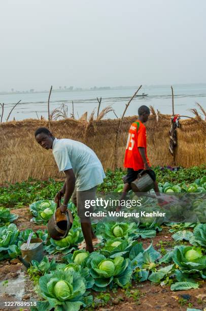 People working in a small vegetable garden on the banks of the Niger River in Segou, a city in the center of Mali, West Africa.