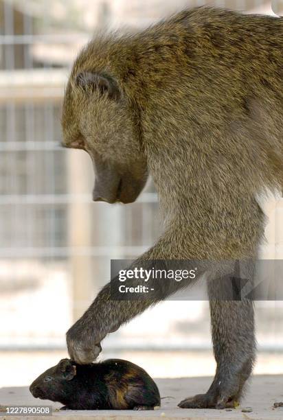 Female baboon monkey takes care of a hamster in the small zoo of Kibbutz Revivim in southern Israel 15 July 2005. The hamster reached the cage of the...