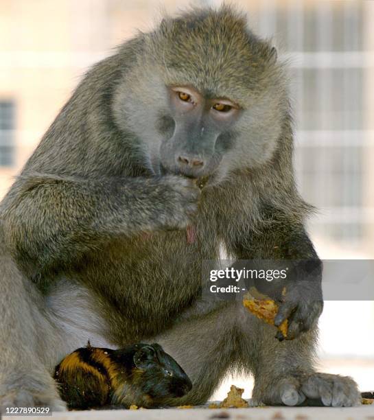 Female baboon monkey takes care of a hamster in the small zoo of Kibbutz Revivim in southern Israel 15 July 2005. The hamster reached the cage of the...