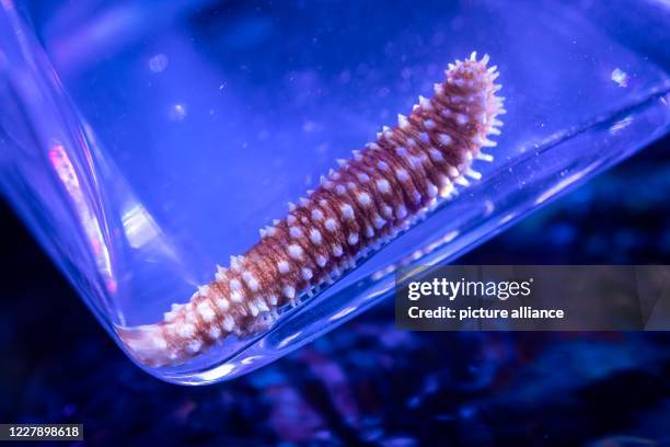 July 2020, Lower Saxony, Oldenburg: A sea cucumber of the genus Holothuria Hilla lies in a glass vessel. Sea cucumbers protect themselves with...