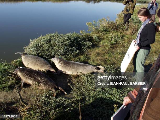 Photo de 3 phoques de 4 mois, réalisée le 04 octobre 2002 dans une réserve naturelle de la commune de Sainte-Marie-du-Mont. Ils ont été remis en...