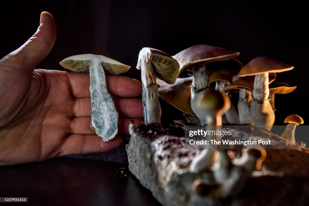A Push to Legalize Psilocybin Mushrooms