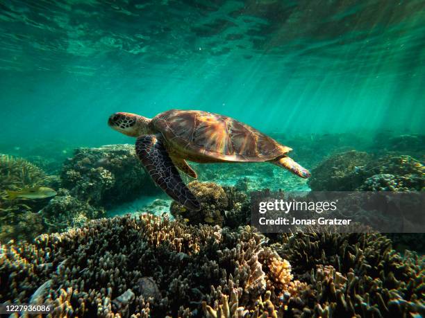 Green sea turtle is flourishing among the corals at lady Elliot island. In the quest to save the Great Barrier Reef, researchers, farmers and...