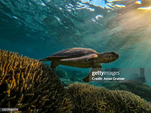 Green Turtle Australia Photos And Premium High Res Pictures Getty Images green-turtle-australia-photos-and-premium-high-res-pictures-getty-images