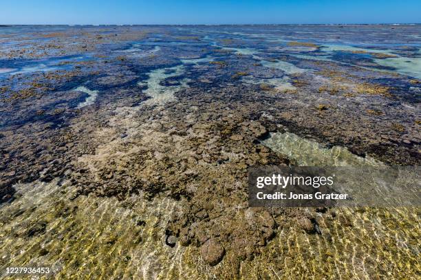 Corals at lady Elliot island in Queensland, Australia. In the quest to save the Great Barrier Reef, researchers, farmers and business owners are...