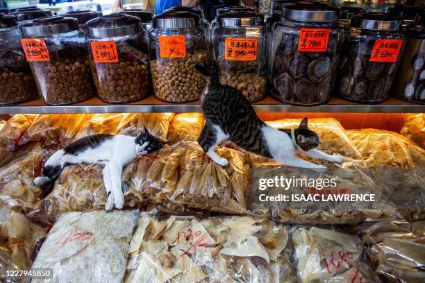 Cat stretches on top of dried seafood in a shop in the Sheung Wan district of Hong Kong on August 7, 2020. - International Cat Day, celebrated on...