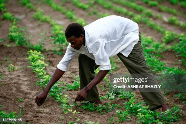 Sudanese peanut farmer works on a field in Ardashiva village in Sudan's east-central al-Jazirah state, 70 km south of the capital, on August 8, 2020....