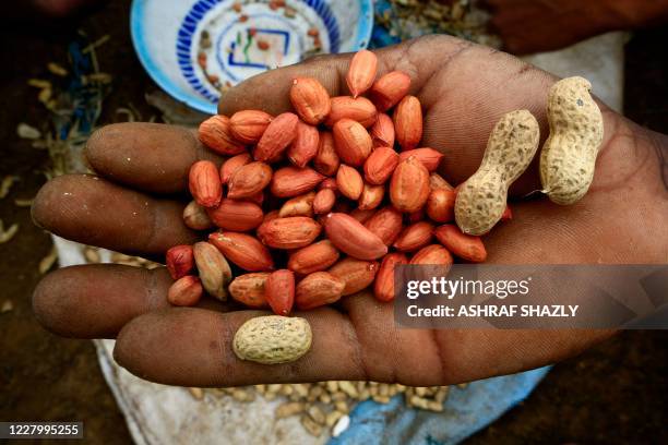 Sudanese farmer displays a handful of peanuts harvested on a farm in Ardashiva village in Sudan's east-central al-Jazirah state, 70 km south of the...