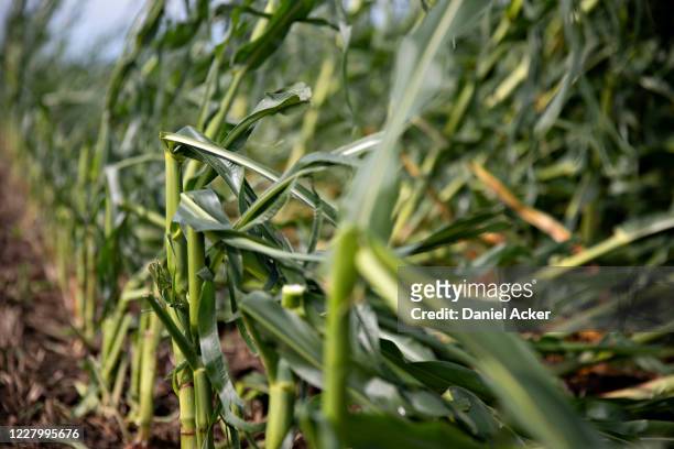 Broken off corn plants lie in a field following a derecho storm, a widespread wind storm associated with a band of rapidly moving showers or...