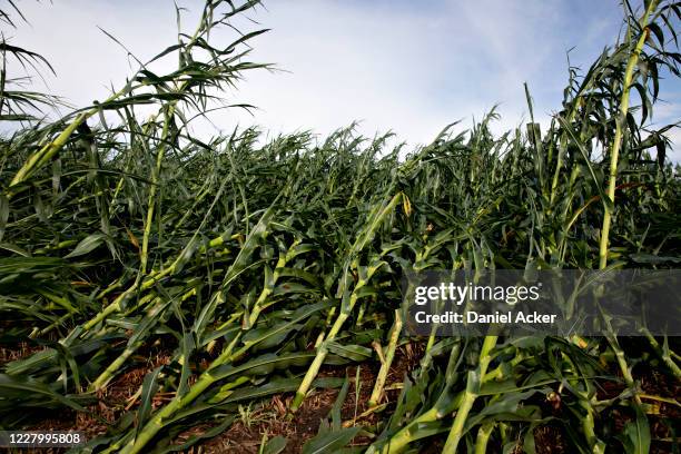 Corn plants lie on the ground following a derecho storm, a widespread wind storm associated with a band of rapidly moving showers or thunderstorms,...