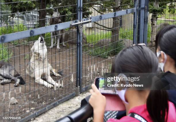 People watch a wolf howling at Asahiyama Zoo in Asahikawa in Hokkaido, northern Japan, as sunset nears on Aug. 10, 2020. The zoo is extending its...