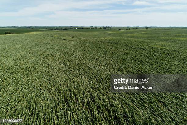 In this aerial view from a drone, corn plants are shown pushed over in a storm-damaged field on August 11, 2020 in Tama, Iowa. Iowa Gov. Kim Reynolds...
