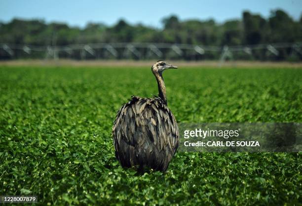 An emu walks close to farming equipment on a soya bean fields belonging to agrobusinessman Rodrigo Pozzobon in Vera, Mato Grosso State, on August 8,...