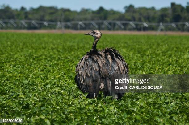 An emu walks close to farming equipment on a soya bean fields belonging to agrobusinessman Rodrigo Pozzobon in Vera, Mato Grosso State, on August 8,...
