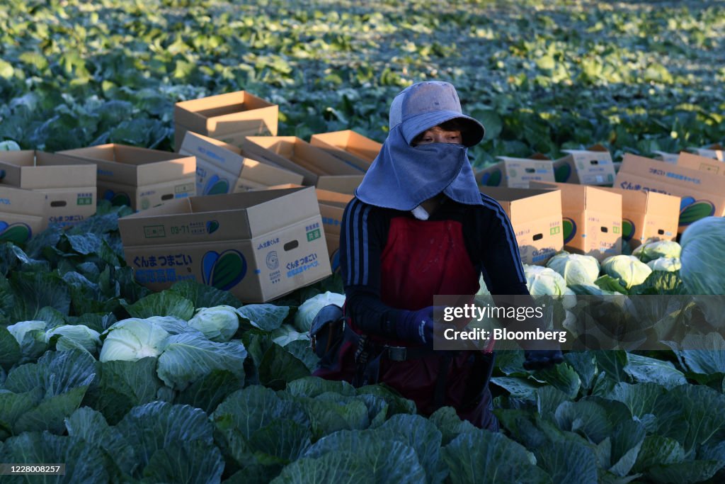 A worker harvests cabbages in a field in Tsumagoi village, Gunma