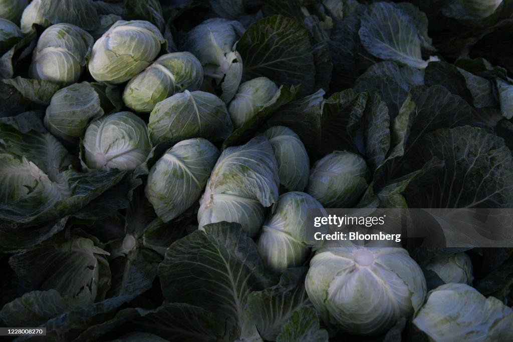 Cabbages sit in a field in Tsumagoi village, Gunma, Japan, on... News