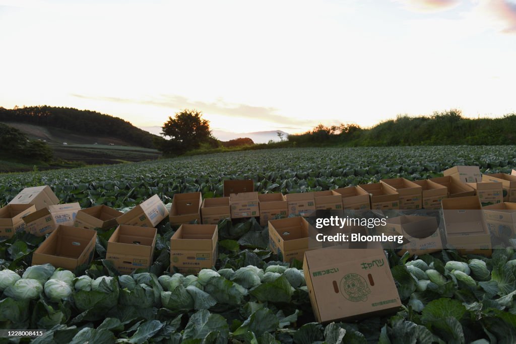 Boxes for harvested cabbages sit in a field in Tsumagoi village
