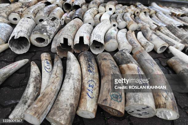 Rows of seized ivory are prepared for crushing by a machine to mark the World Elephant Day in Singapore on August 12, 2020. Singapore began...