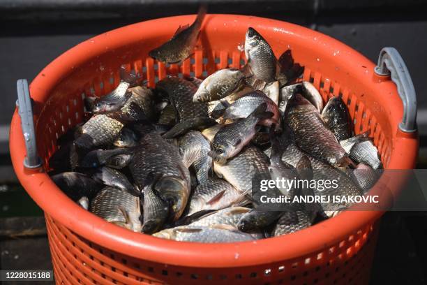 1,839 Bucket Of Fish Stock Photos, High-Res Pictures, and Images - Getty  Images